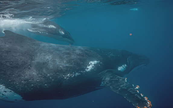 Underwater view of mother and calf humpback whale swimming in de