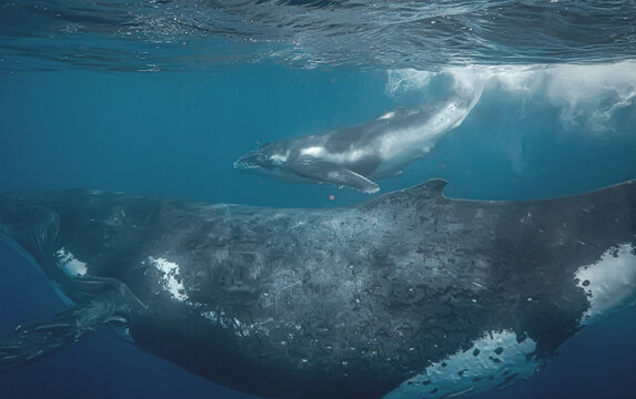 Close-up underwater shot of mother and calf humpback whale swimming in blue ocean with calf near surface and mother below.