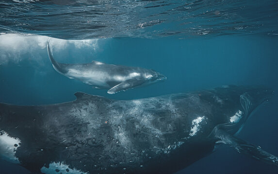 Close-up underwater shot of mother and calf humpback whale swimming in blue ocean with calf near surface and mother below.
