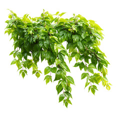 Obraz premium Green Leaves from Javanese Tree Vine or Grape Ivy Cissus spp. Image for Professional Use