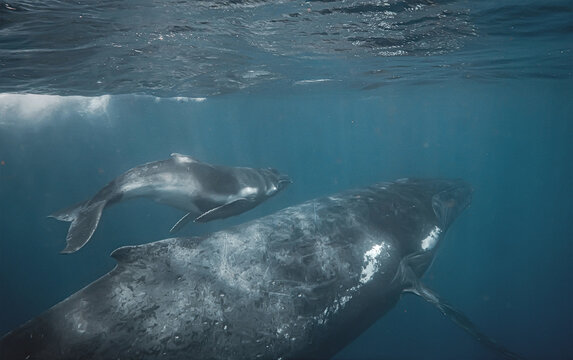 Majestic Adult Humpback Whale and Calf Swimming Together Underwa
