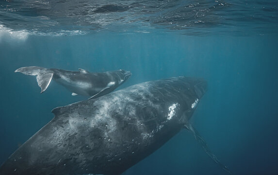 Humpback whale calf swimming alongside its mother underwater in