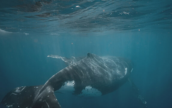 Underwater View of a Majestic Humpback Whale Swimming in Deep Bl