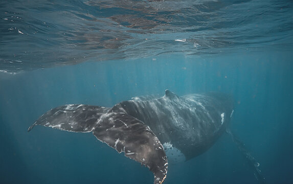 Close Underwater Shot of a Humpback Whale Tail and Body in Blue