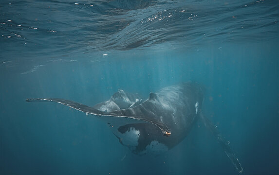 Majestic Humpback Whale Swimming Underwater Near Ocean Surface