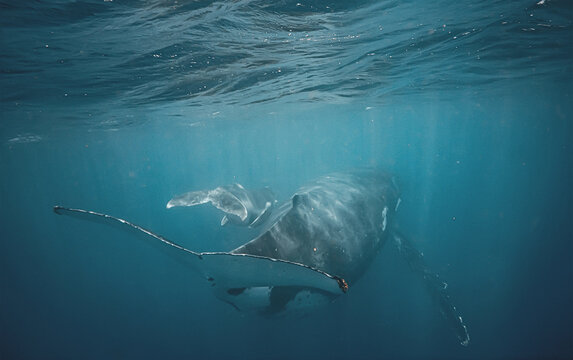 Underwater View of Humpback Whale Tail and Body Swimming Deep
