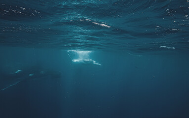 Naklejka premium An adult humpback whale swims alongside her young calf in the vast blue ocean depths. Shafts of sunlight filter down from the surface, highlighting the textured skin of the whales.