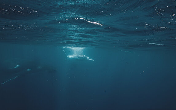 An adult humpback whale swims alongside her young calf in the vast blue ocean depths. Shafts of sunlight filter down from the surface, highlighting the textured skin of the whales.
