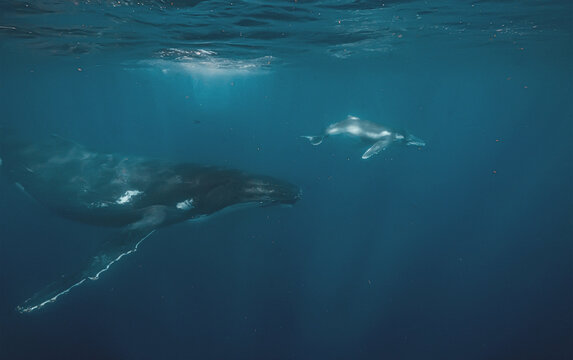 An adult humpback whale swims alongside her young calf in the vast blue ocean depths. Shafts of sunlight filter down from the surface, highlighting the textured skin of the whales.