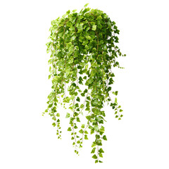 Naklejka premium Professional Hanging Green Ivy Plant with Cascading Vine Isolated on Transparent Background