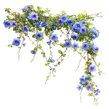 Beautiful Hanging Vines with Blue Flowers - Blue Pea Pigeonwings Ivy