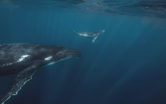 Mother humpback whale and baby swimming together in the deep blu