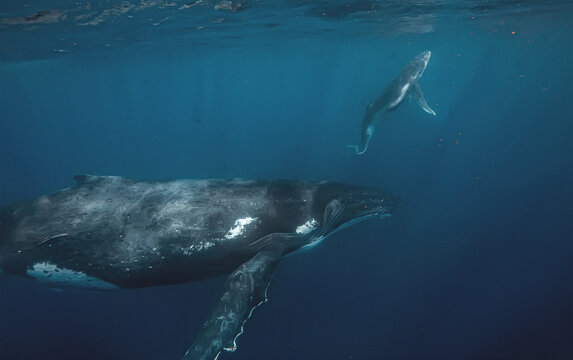 Underwater view of a mother humpback whale and her calf swimming