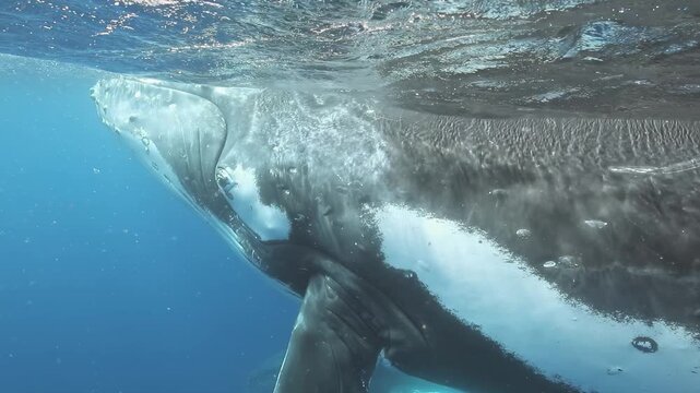 Experience the breathtaking beauty of a humpback whale gliding through the calm waters of the Pacific ocean. Witness its majestic movements as it swims in slow motion, showcasing nature's wonder.