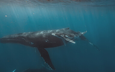 Fototapeta premium A close-up underwater view of a humpback whale mother and her calf swimming together. The image highlights the texture of their skin and the vastness of the blue ocean surrounding them as they glide.