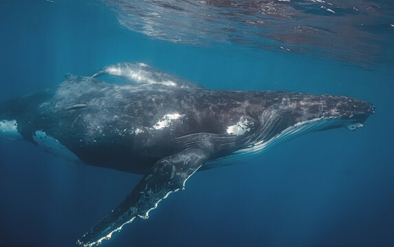 A close-up underwater view of a humpback whale mother and her calf swimming together. The image highlights the texture of their skin and the vastness of the blue ocean surrounding them as they glide.