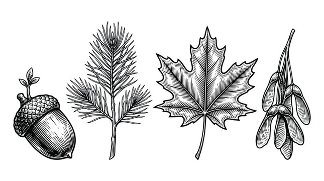 Vintage autumn botanical vector illustration with leaves and nuts.