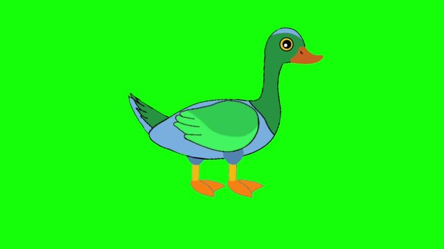 Cute Goose Standing Idle Animation Cycle Cartoon Bird Character Green Screen