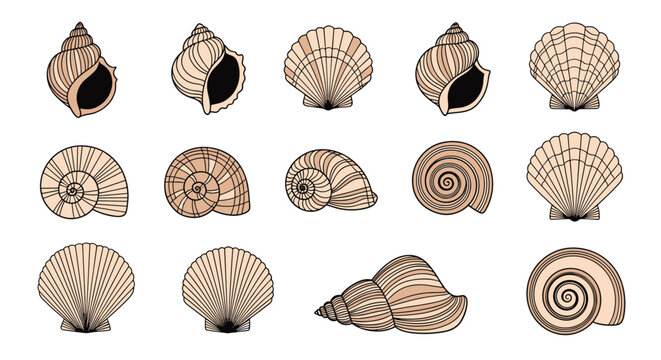 Set of detailed seashell illustrations including spiral shells, scallops, and whelks arranged in a grid for marine biology study.