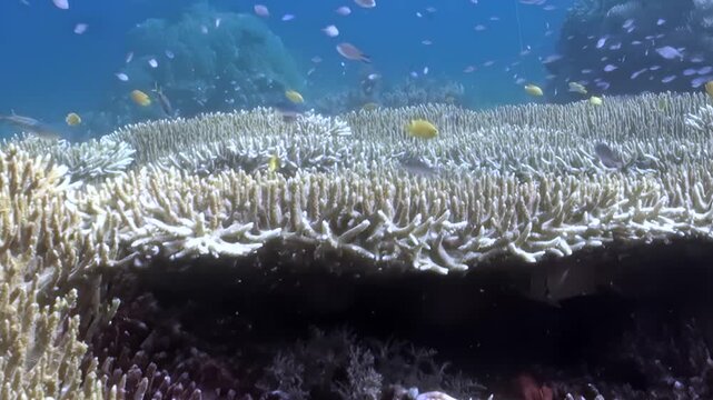 Vibrant tropical fish flit and play among intricate coral structures. This lively spectacle unfolds in Bali's crystal clear waters, a thriving marine haven bathed in natural daylight.