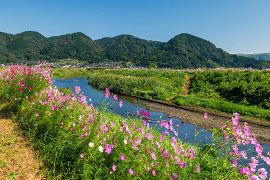 Cosmos pink flowers by river at Ogomorihana Park, Aso, Kumamoto