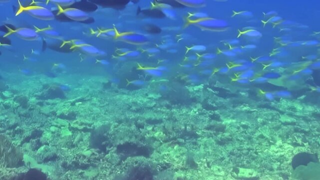 A majestic gathering of blue and yellow fish gracefully navigates a thriving coral reef. The clear, azure ocean environment allows for stunning views of this vibrant marine life during daylight hours.