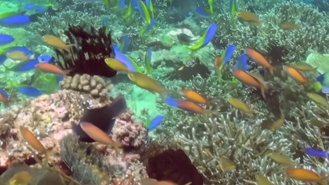 Experience a mesmerizing underwater world where countless brilliant fish, dressed in hues of blue, yellow, and orange, gracefully swim among intricate corals.
