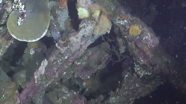 A flat coral plate, adorned with brilliant red and white marine life, thrives upon a mysterious sunken structure.