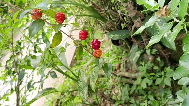 Surinam Cherry Fruits Ripening Naturally on Branch in Garden