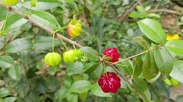 Surinam Cherry Fruits at Different Ripening Stages Growing on Branch
