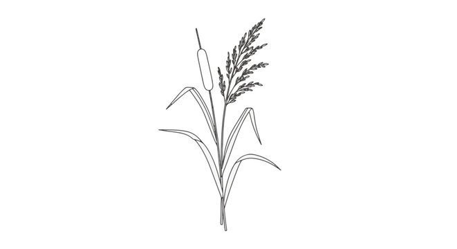 Minimalist black and white line art illustration of a cattail and reed grass isolated on a white background. Hand-drawn botanical sketch of wetland flora and wild nature elements.