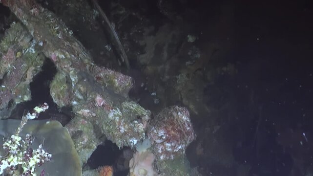 An enchanting octopus gracefully camouflages itself among ancient coral structures and perhaps shipwreck remnants in the dark, mysterious depths of the ocean at night.