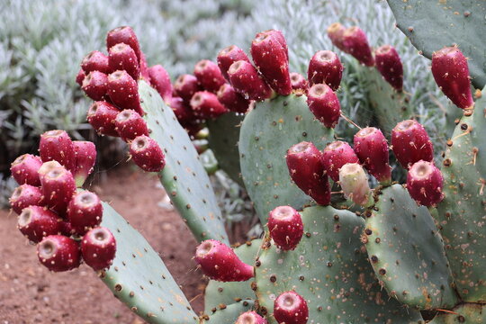 Close-up of a prickly pear cactus in the Trauttmansdorff Botanical Gardens in Merano, South Tyrol, Italy