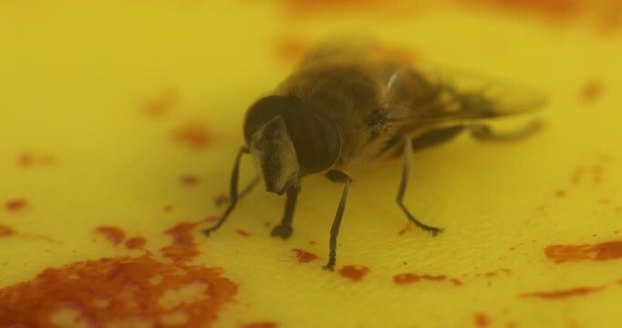 House Fly On Blood