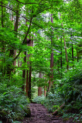 Obraz premium Lush green forest trail. Tree roots cover the pathway. Dense foliage surrounds the serene environment. A peaceful walk through nature. Sao Miguel. Azores. Portugal.