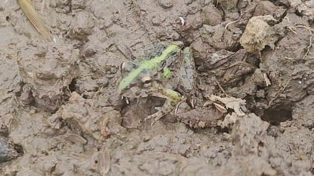 A detailed macro shot captures a small, camouflaged frog with a distinct neon green stripe down its back as it sits perfectly still amidst thick, wet mud and organic debris in a tropical wetland.