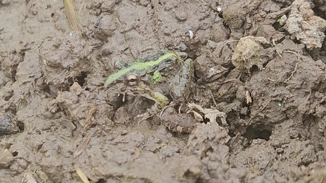 A detailed macro shot captures a small, camouflaged frog with a distinct neon green stripe down its back as it sits perfectly still amidst thick, wet mud and organic debris in a tropical wetland.