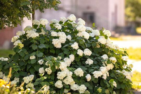 A large green hydrangea bush covered in numerous white flower clusters stands in an outdoor garden area, with blurred background foliage and a light-colored building under sunlight.