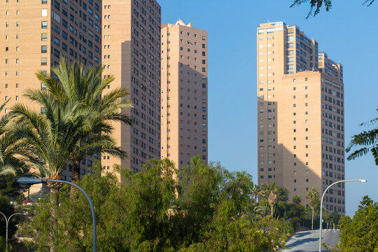 Benidorm, Alicante, Spain, multiple high-rise structures rise into a clear blue sky, with their facades partially obscured by dense palm tree fronds and various green foliage bordering an ascending pu