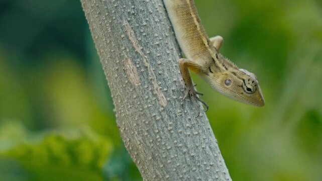 Close-up of an Oriental Garden Lizard climbing a tree trunk.