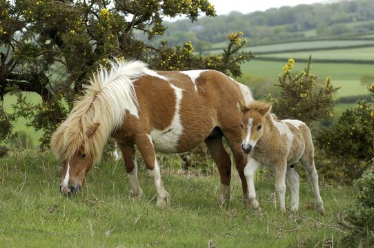 Shetland Pony south west England