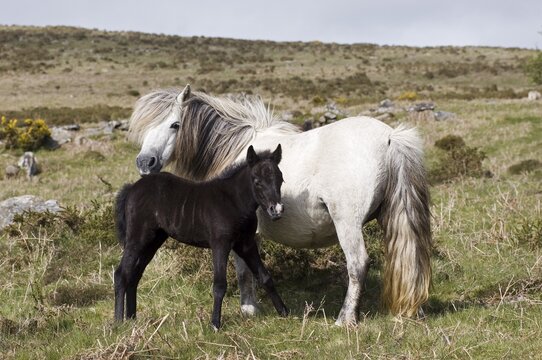 Pony with foal Dartmoor National Park Devon England