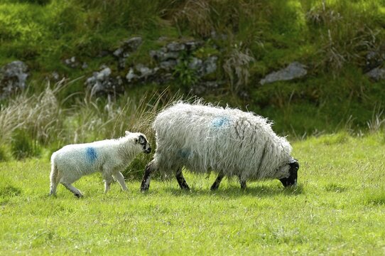 Sheep Dartmoor National Park Devon England