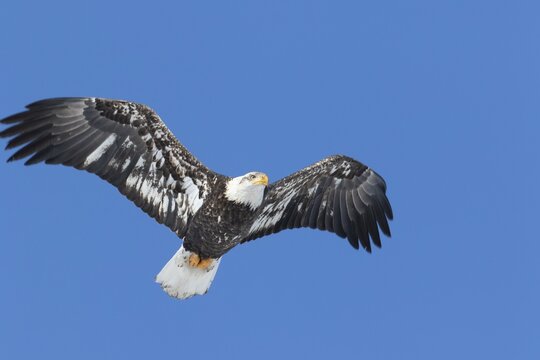 Juvenile bald eagle (Haliaeetus leucocephalus) flying under a blue sky. Region of Lanaudiere. Province of Quebec. Canada