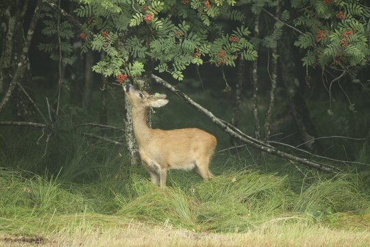 Roe deer (Capreolus capreolus) doe nibbling leaves and red berries of rowan (Sorbus aucuparia) Allg&auml;u, Bavaria, Germany, Allg&auml;u, Bavaria, Germany