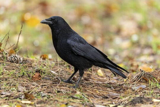 Carrion crow (Corvus corone) in a meadow, wildlife, Germany