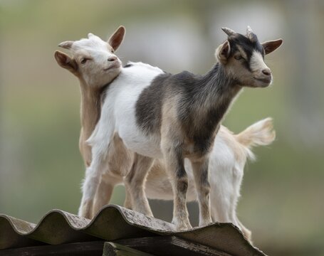 Dwarf goats (Capra) standing on a corrugated roof of a hut, Lower Saxony, Germany