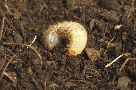 European june beetle (Amphimallon solstitiale) larva grub, Allg&auml;u, Bavaria, Germany