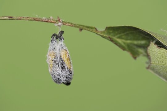 Orchard ermine (Yponomeuta padella), pupae, North Rhine-Westphalia, Germany