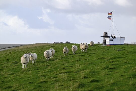Sheep on a dyke, Pellworm Island, Schleswig-Holstein Wadden Sea National Park, North Frisia, Germany